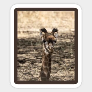 Baby Giraffe Sticker